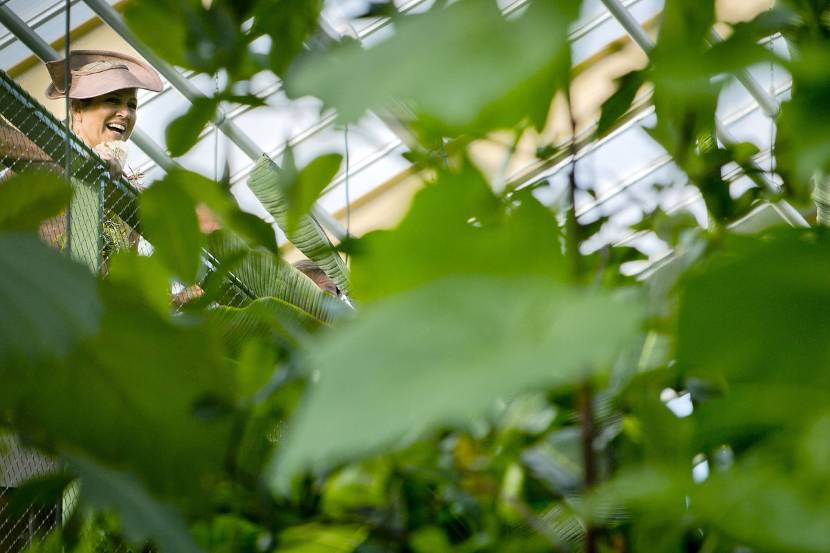 Koningin Máxima opent gerenoveerde tropische kassen Hortus botanicus Leiden.