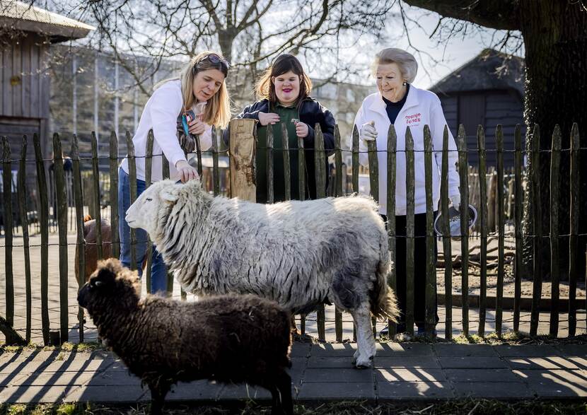 Prinses Beatrix met 2 vrouwen bij een hek met schapen.