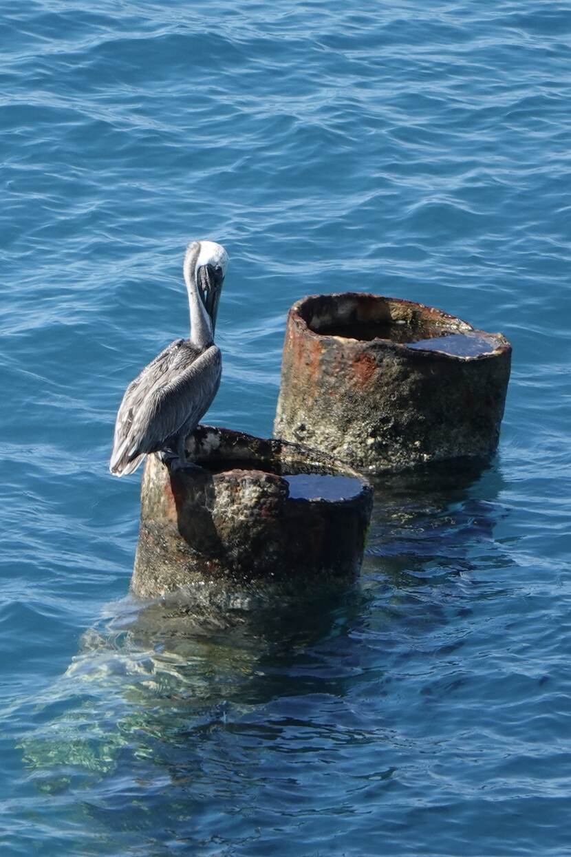 Bruine pelikaan op Sint Maarten