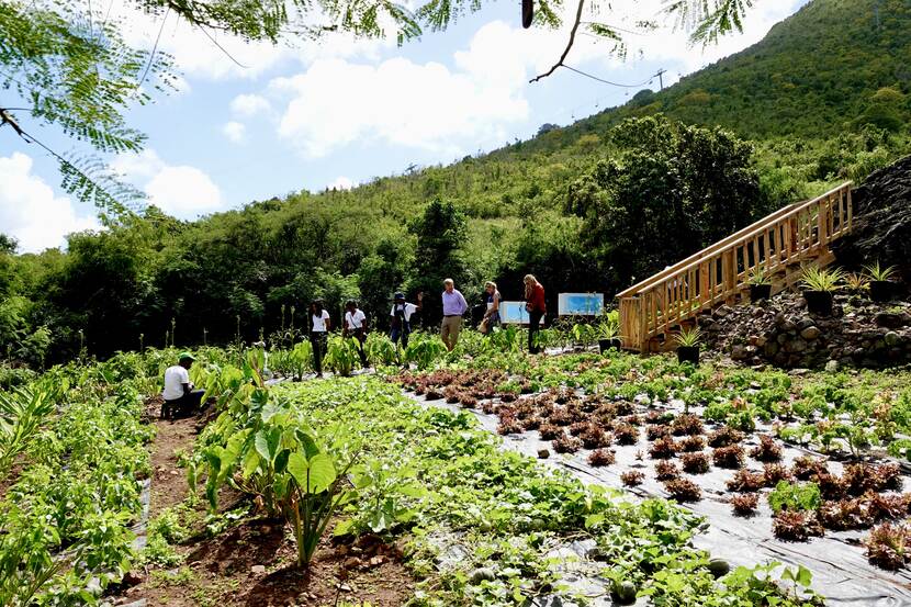 Koning Willem-Alexander, Koningin Máxima en de Prinses van Oranje Agriculture in schools project Sint Maarten